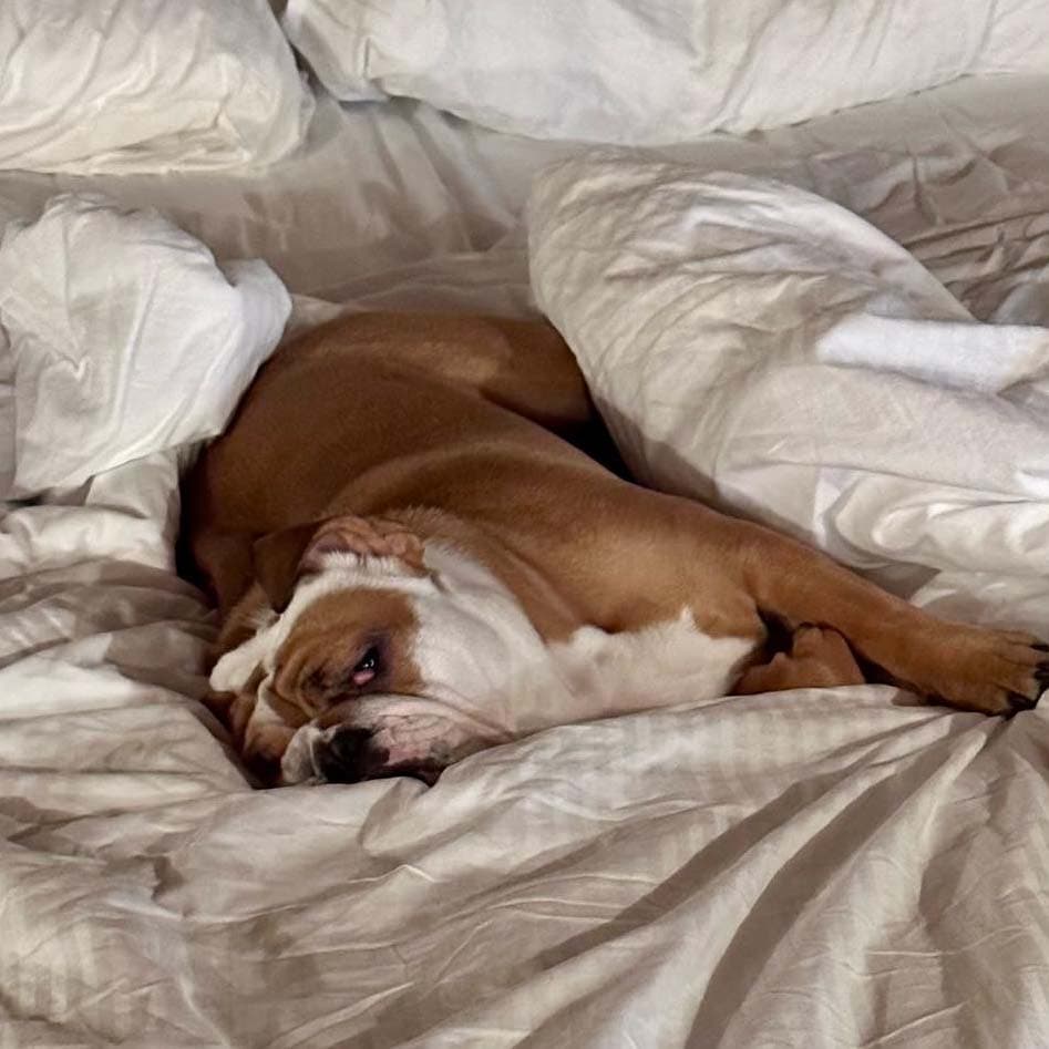Spoiled Georgia in a comfy bed
