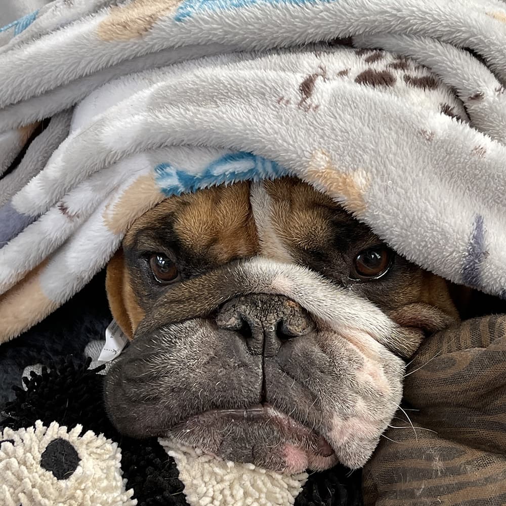Angry Winston doesn't like the cold