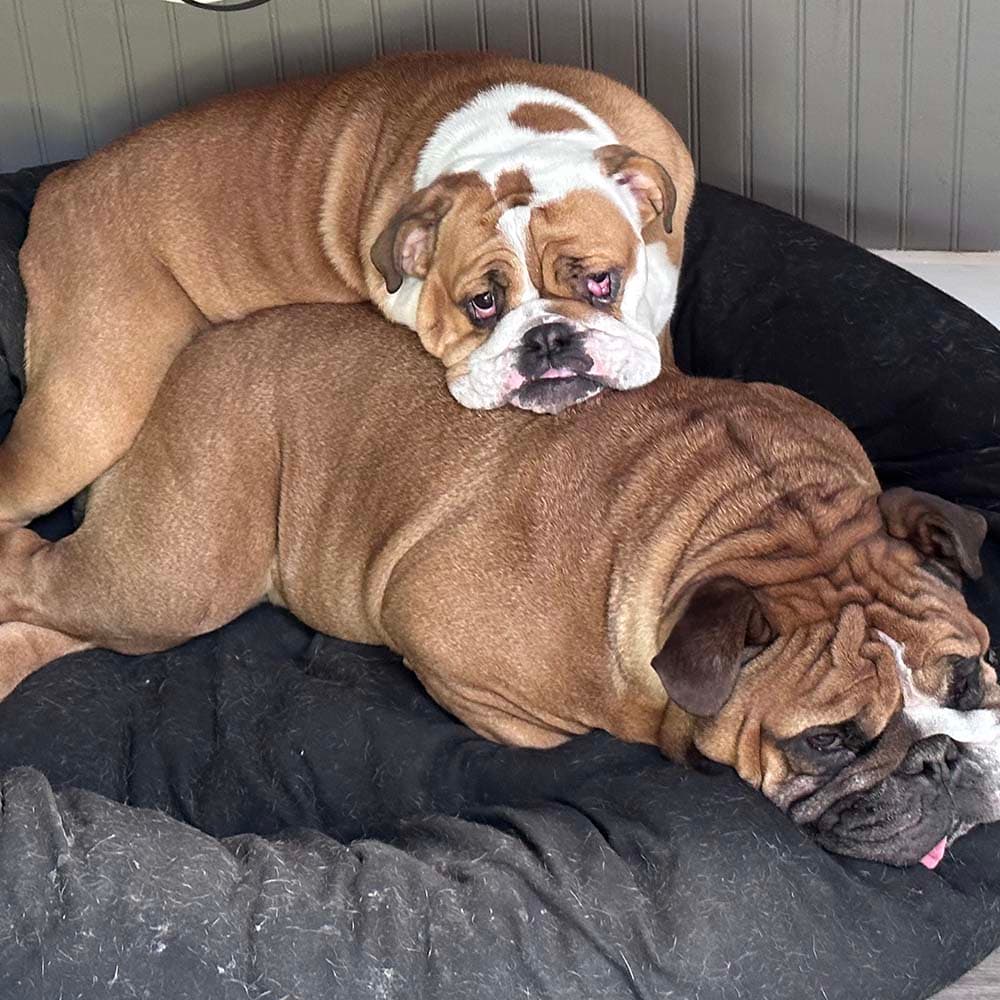 Georgia on Winston's back