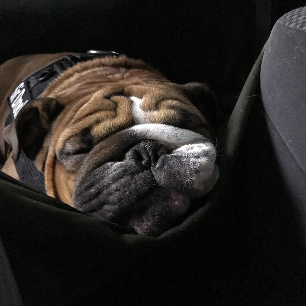 Sleepy Winston