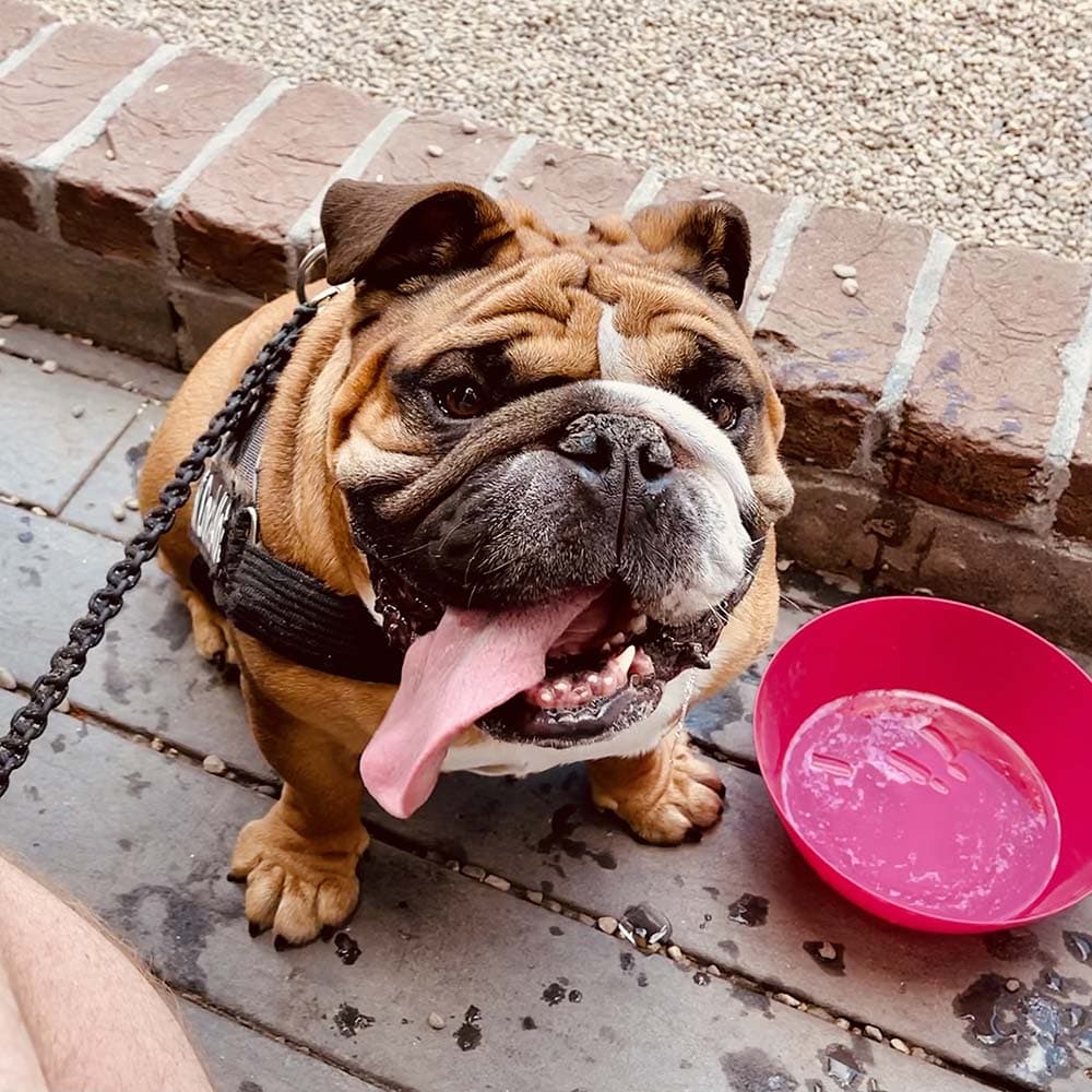 Winston has a tongue longer than most