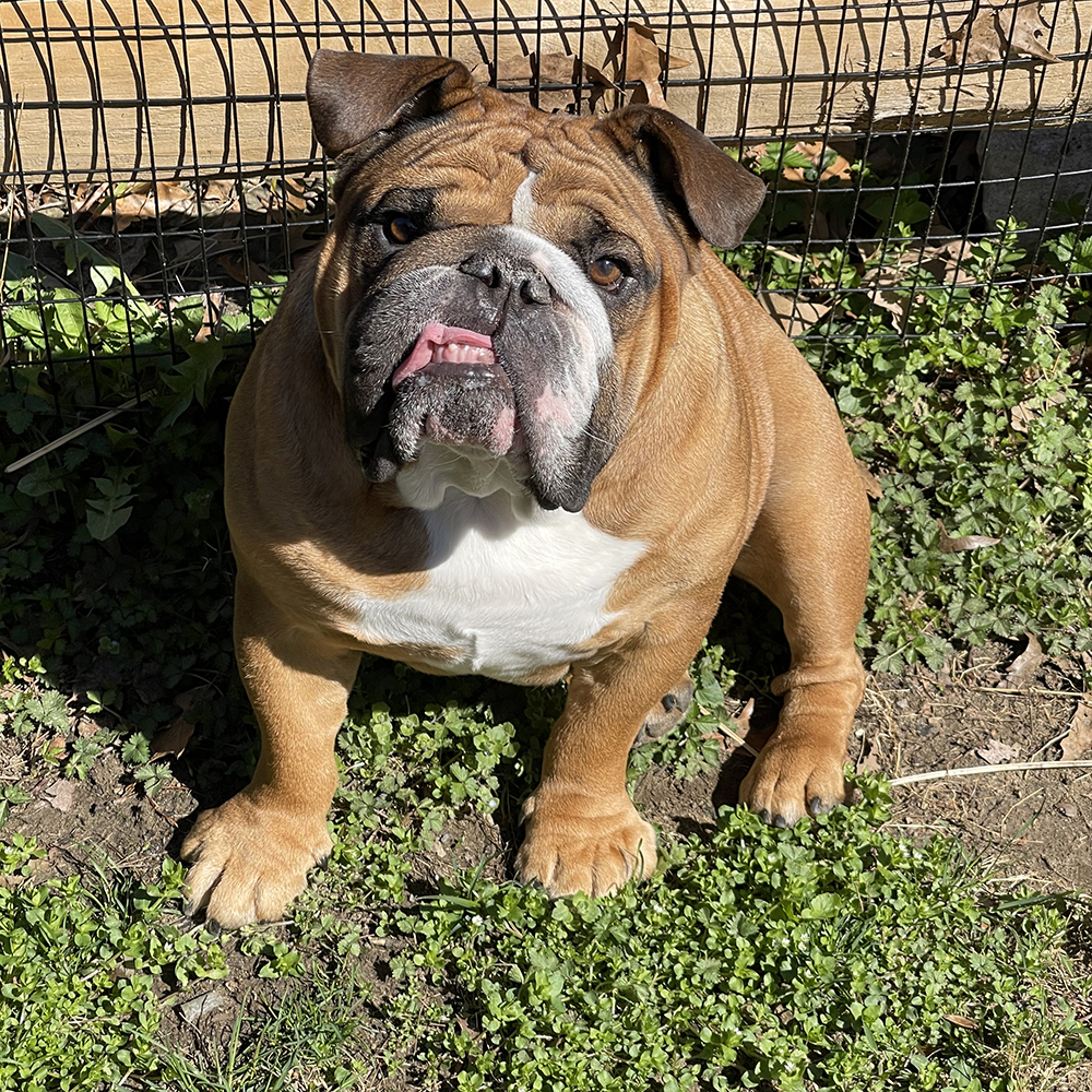 A beautiful dog in a field of flowers